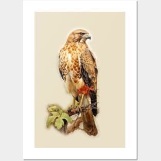 Red Tailed Hawk - Raptor Posters and Art